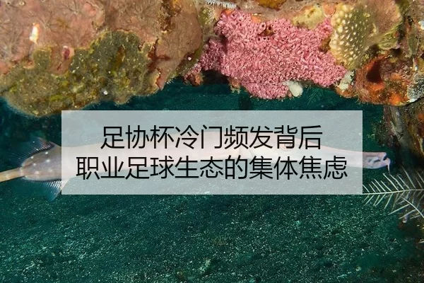 足协杯冷门频发背后 职业足球生态的集体焦虑